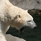 Zoo Hannover 18-06-11 1198