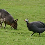 Zoo Hamburgo 17-06-11 303
