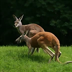 Zoo Hamburgo 17-06-11 1161