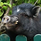 Zoo Hamburgo 17-06-11 1531
