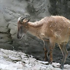 Zoo Hamburgo 17-06-11 1789