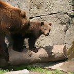 Zoo Hamburgo 17-06-11 978