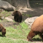 Zoo Hamburgo 17-06-11 990