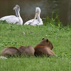 Zoo Hamburgo 17-06-11 475
