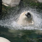 Zoo Hannover 18-06-11 1183