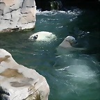 Zoo Hannover 18-06-11 1229