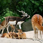 Zoo Hamburgo 17-06-11 680