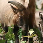 Zoo Hamburgo 17-06-11 1079