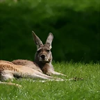 Zoo Hamburgo 17-06-11 1182