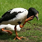 Zoo Hamburgo 17-06-11 1187