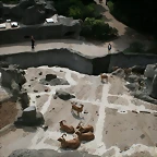 Zoo Hamburgo 17-06-11 1303