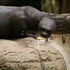 Zoo Hamburgo 17-06-11 570
