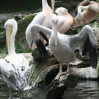 Zoo Hamburgo 17-06-11 726