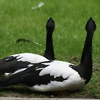 Zoo Hamburgo 17-06-11 1234