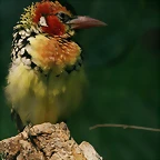 Zoo Hamburgo 17-06-11 1423