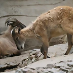 Zoo Hamburgo 17-06-11 1800