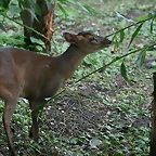 Zoo Hamburgo 17-06-11 1931