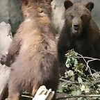Zoo Hamburgo 17-06-11 894