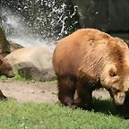 Zoo Hamburgo 17-06-11 987