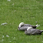 Zoo Hamburgo 17-06-11 278