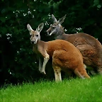 Zoo Hamburgo 17-06-11 1214