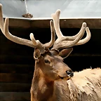 Zoo Hamburgo 17-06-11 359
