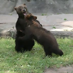 Zoo Hamburgo 17-06-11 927