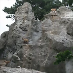 Zoo Hamburgo 17-06-11 1851