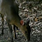 Zoo Hamburgo 17-06-11 1921