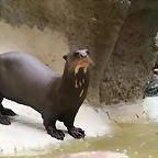 Zoo Hamburgo 17-06-11 554