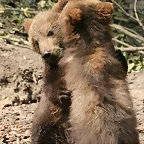 Zoo Hamburgo 17-06-11 878