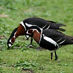 Zoo Hamburgo 17-06-11 155