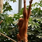 Zoo Hamburgo 17-06-11 208
