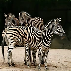 Zoo Hamburgo 17-06-11 1623