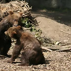 Zoo Hamburgo 17-06-11 873