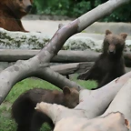Zoo Hamburgo 17-06-11 953