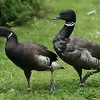 Zoo Hamburgo 17-06-11 130