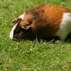 Zoo Hamburgo 17-06-11 779