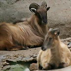 Zoo Hamburgo 17-06-11 1834