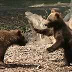 Zoo Hamburgo 17-06-11 883