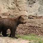 Zoo Hamburgo 17-06-11 1005