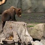 Zoo Hamburgo 17-06-11 1885