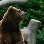 Zoo Hamburgo 17-06-11 1895