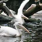 Zoo Hamburgo 17-06-11 729
