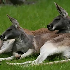 Zoo Hamburgo 17-06-11 1236