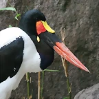 Zoo Hamburgo 17-06-11 1463