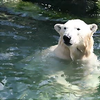 Zoo Hannover 18-06-11 914