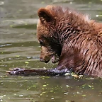 Zoo Hamburgo 17-06-11 866