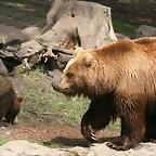 Zoo Hamburgo 17-06-11 991