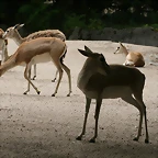Zoo Hamburgo 17-06-11 089